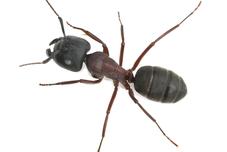Why choose Universal Pest for Ant Service