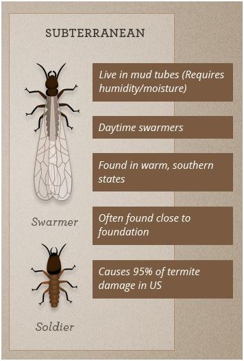 swarmer-termite-control-universal-pest
