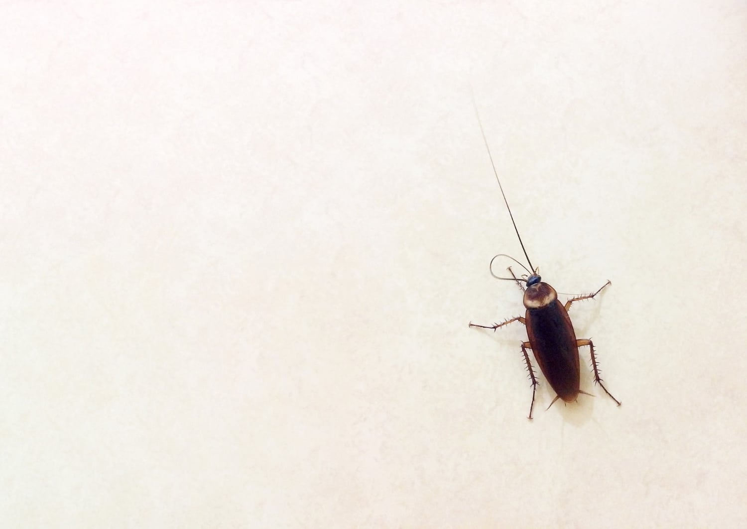 Cockroach Control in Virginia Beach