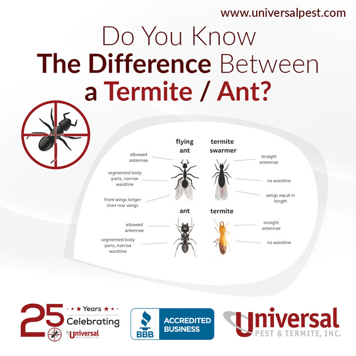 difference between ant and termite difference between ant and termite