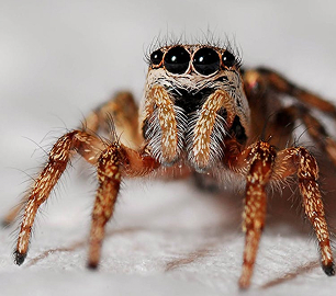 Close-up of a hairy jumping spider