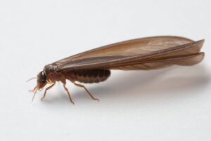 flying-termite-Chesapeake,Va
