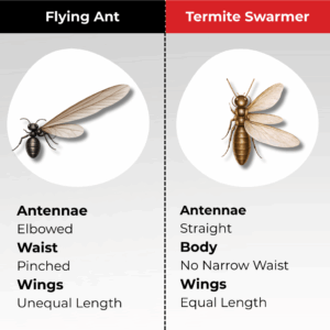 A diagram showing the difference between and flying ant and a swarming termite.