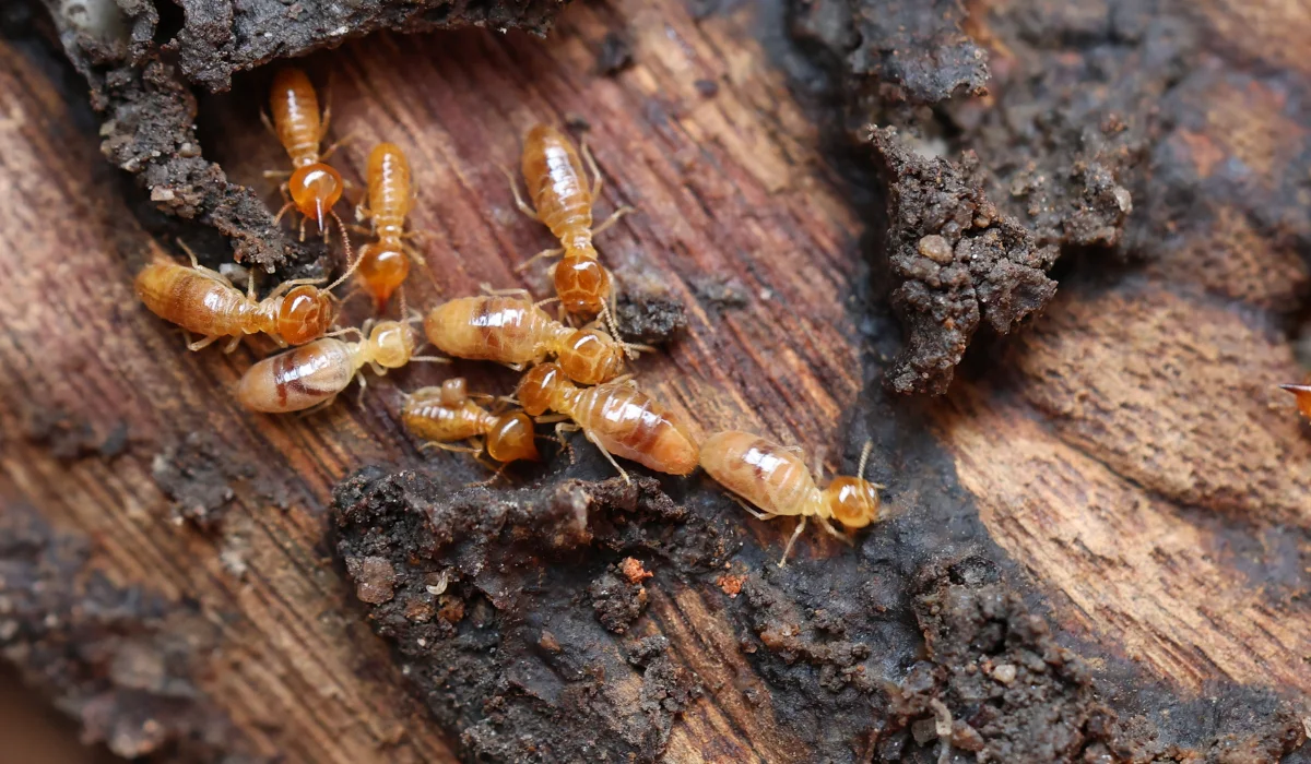 Detailed close-up of active subterranean termite workers and soldiers inside a mud gallery within a structural wood beam, identified during a Virginia Beach termite inspection.