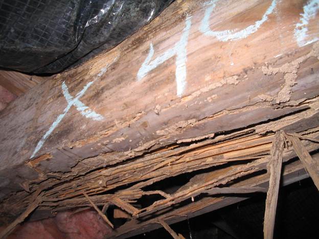 Active termite galleries and structural wood damage found in the Alanton neighborhood of Virginia Beach near Linkhorn Bay