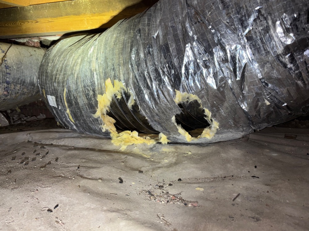 Damaged HVAC ductwork under a Virginia Beach home featuring large holes chewed by rodents, with scattered droppings visible on the vapor barrier below.