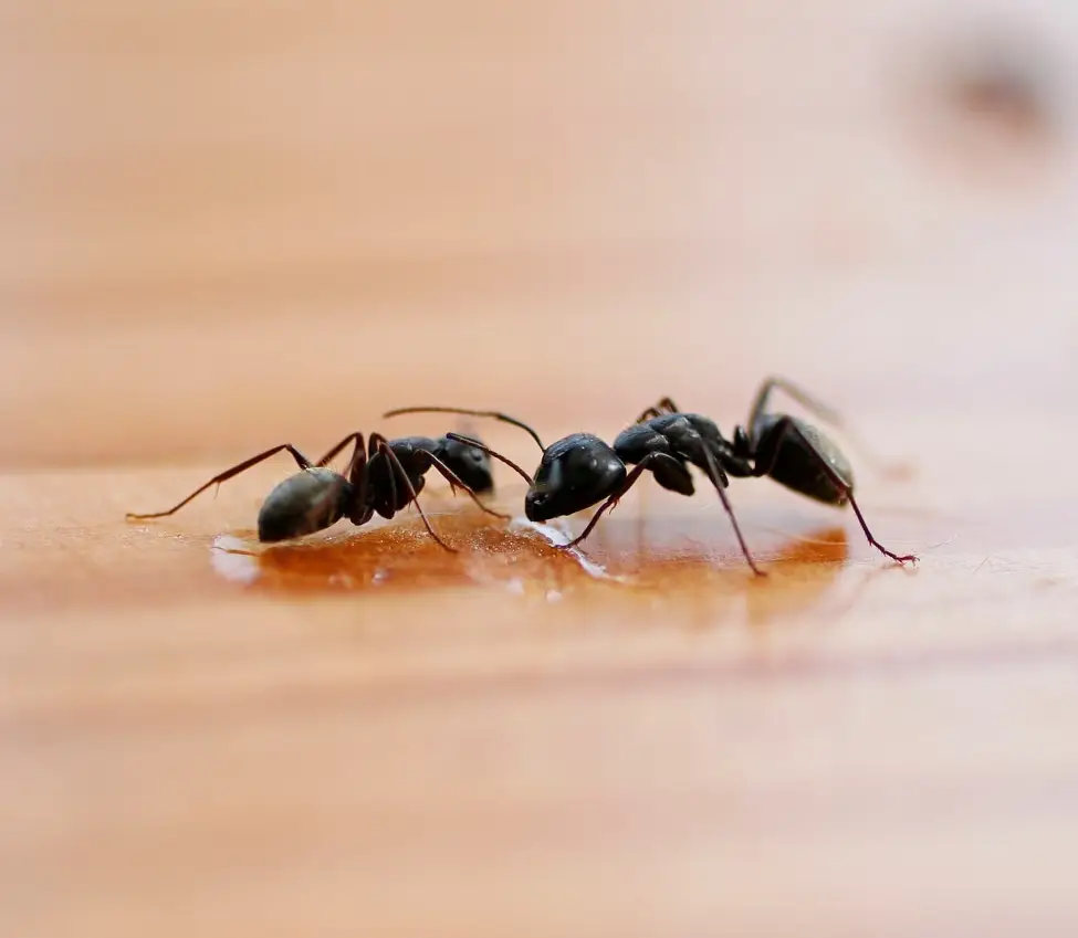Moisture-loving Argentine ants or odorous house ants invading a residential home near the high water table lake environments of Ashville Park in Virginia Beach