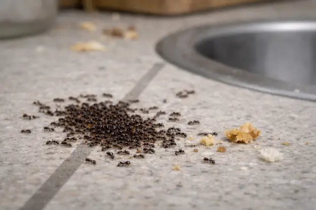 A swarm of tiny sugar ants crowding around food crumbs on a kitchen countertop next to a sink in a Little Neck home.