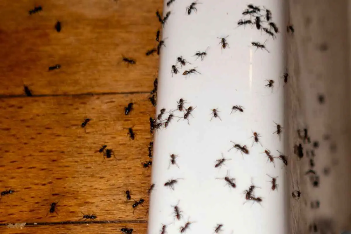 Cluster of ants crawling on floor and trim