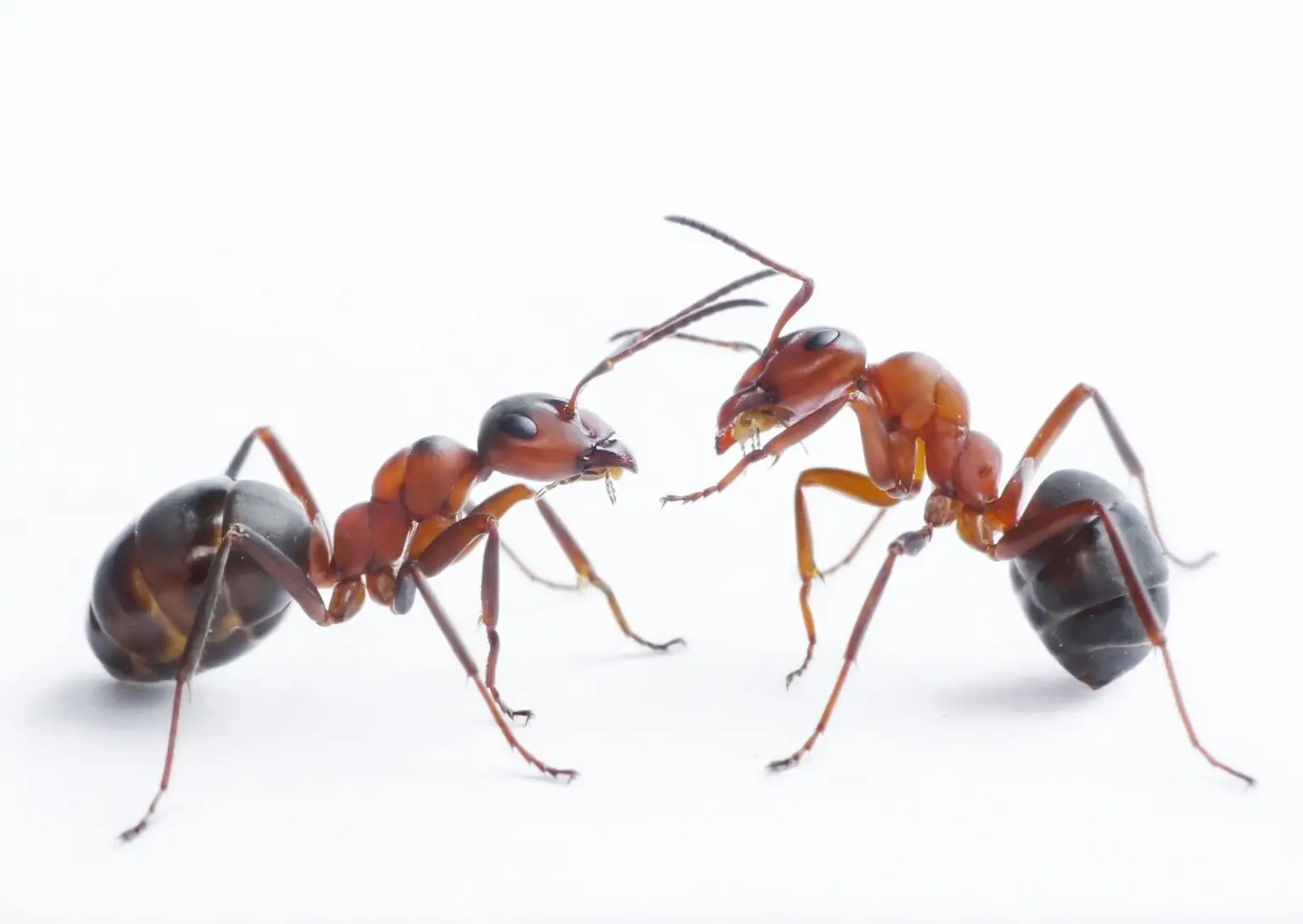 Two red and black pavement ants interacting closely on a white background, demonstrating the trailing and communication behaviors of social pest colonies in Green Run yards.
