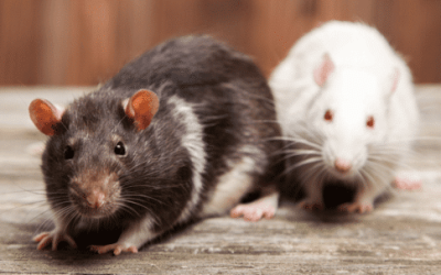 The Sneaky Routes How Rats Find Their Way Inside Your Home