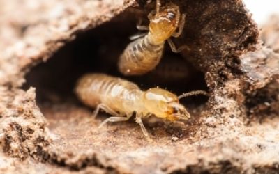 close-up of termites in decayed wood tunnel