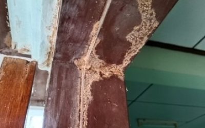 Termite Prevention Tips