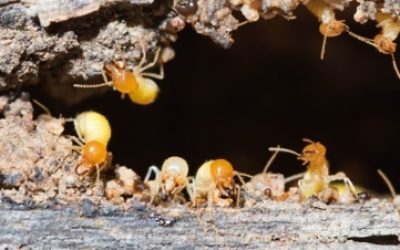 How to Get Rid of Termites in Virginia Beach