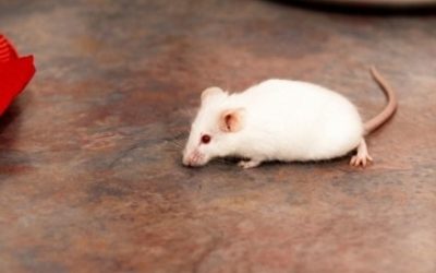 How to Get Rid of Mice