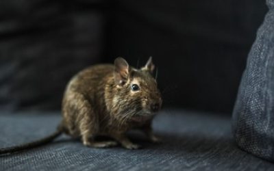 Top Rodent Entry Points into a Home & How to Seal Them Out