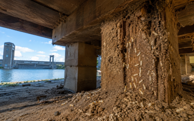 Subterranean termites actively feeding on damaged wooden support beams beneath a crawl space near the Great Bridge Locks in Chesapeake, Virginia. The close-up image highlights extensive termite activity, mud tubes, and structural wood deterioration commonly found in moisture-prone areas of Hampton Roads homes.