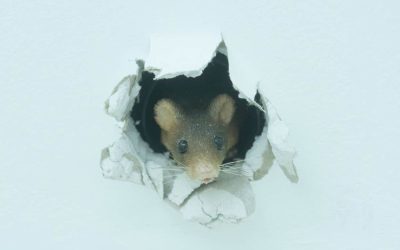 Essential Pest Prep: Sealing Entry Points to Stop Rodents