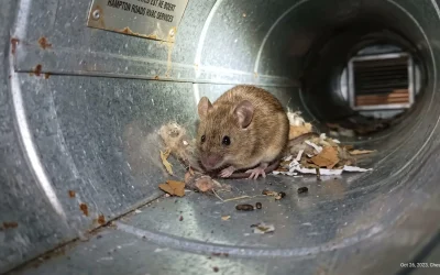 A close-up photograph from inside a dusty, metallic residential air duct. In the center of the frame, a small wild mouse is peeking out from a ragged hole it has chewed through the flexible insulation lining. The metallic ribbing of the duct is visible, illuminated by a faint stream of light coming from a nearby vent register. The image has a clean, clear focus on the rodent, with the dark interior of the ventilation system softly fading into the background.