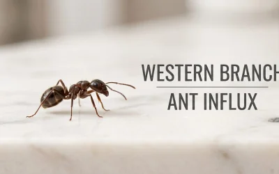 A crisp, close-up photograph of a single brown house ant walking across a bright, clean marble countertop. To the right of the ant, neat and modern gray text reads "WESTERN BRANCH ANT INFLUX" separated by a thin horizontal line. The background is softly blurred, keeping the focus entirely on the ant and the clean title text.