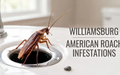 A dynamic, macro photograph capturing a massive American Cockroach emerging directly from a circular bathroom sink drain. The cockroach's reddish-brown exoskeleton, long antennae, and detailed spiny legs are in sharp focus as it crawls upward onto the porcelain basin. The surrounding chrome faucet and sink edge are blurred in soft, natural light. To the right of the drain, neat and modern gray text reads "WILLIAMSBURG AMERICAN ROACH INFESTATIONS" separated by a thin horizontal line. The background is a gently blurred bathroom interior.