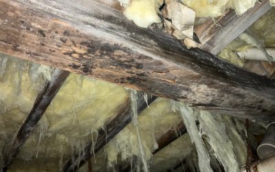 Eveidence of high moisture levels under a home in coastal Virginia beach.