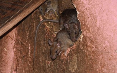 Pest DIY Prevention & When to Call Professionals