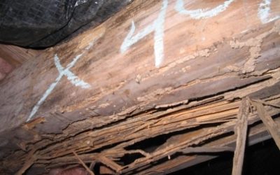 Termite Damage Can Cost How Much?
