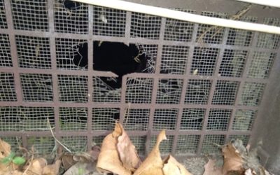 How Do Rodents Get Into Your Home