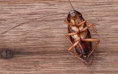 Cockroach Extermination Hampton Roads, VA