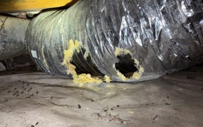 Damaged HVAC ductwork under a Virginia Beach home featuring large holes chewed by rodents, with scattered droppings visible on the vapor barrier below.