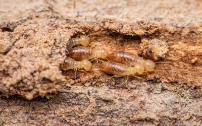 Termite Mud Tubes termite control universal pest