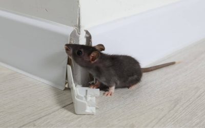 The core signs what to look for first - rat gnaw