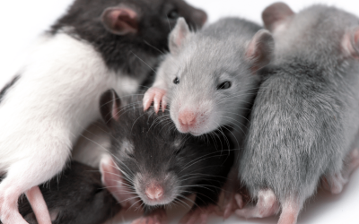 Why Professional Help Matters for Rodent Control