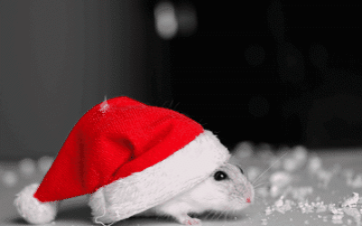 How To Keep Mice Away During the Winter Months