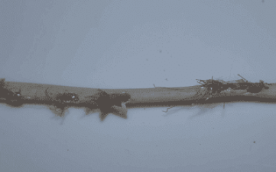 How To Prevent Rodents From Chewing Electrical Wiring