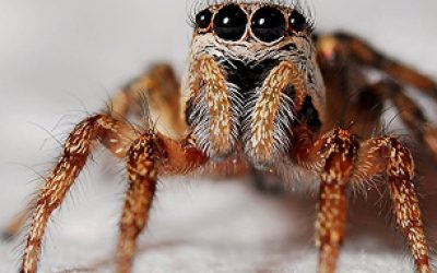 Close-up of a hairy jumping spider