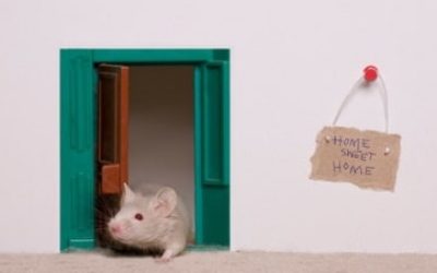 Mice Prevention 101