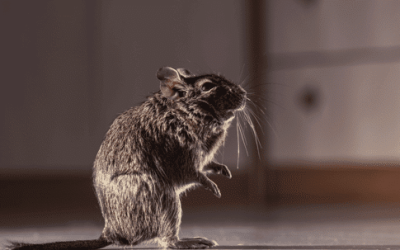 Rodent Rundown: Understanding and Managing Rat and Mouse Infestations
