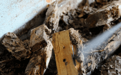 What to Expect During a Termite Inspection