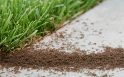 A trail of ants on sidewalk near grass in Virginia Beach
