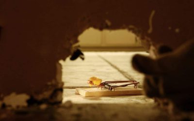 mouse traps near the entry points