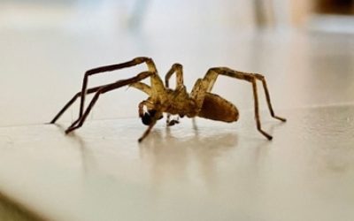 Can Pest Control Get Rid Of Spiders?