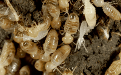 The Differences Between Termites And Swarming Ants