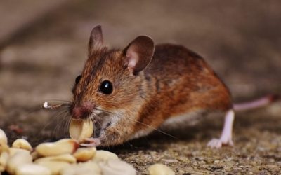 Rodent Diseases Virginia Beach | Health Risks & Signs
