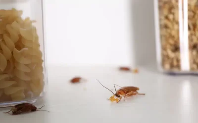 roaches in kitchen