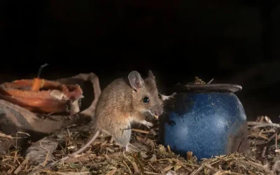 rodent in attic