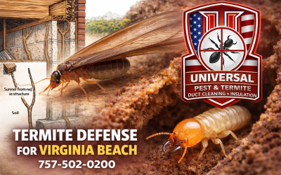 A close-up comparison of a winged swarming termite and a wingless worker termite found in a Virginia Beach crawlspace, showing the physical differences between the two.