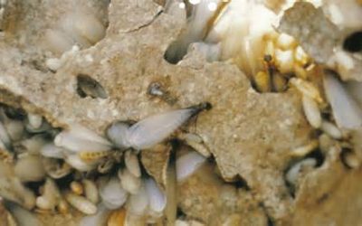 termite close up termite control universal pest