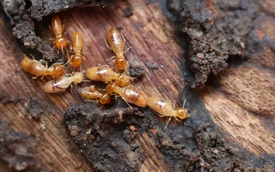 Golden termites crawling on rotting wood